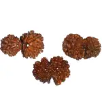 Gaurishankar rudraksha nepal