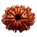 Nepali 11 Mukhi Rudraksha