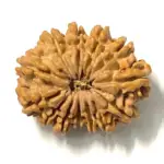 Nepali 13 Mukhi Rudraksha