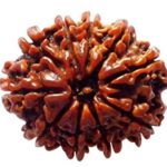 Nepali 10 Mukhi Rudraksha