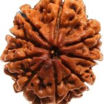 Nepali 9 Mukhi Rudraksha