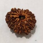 Nepali 12 Mukhi Rudraksha